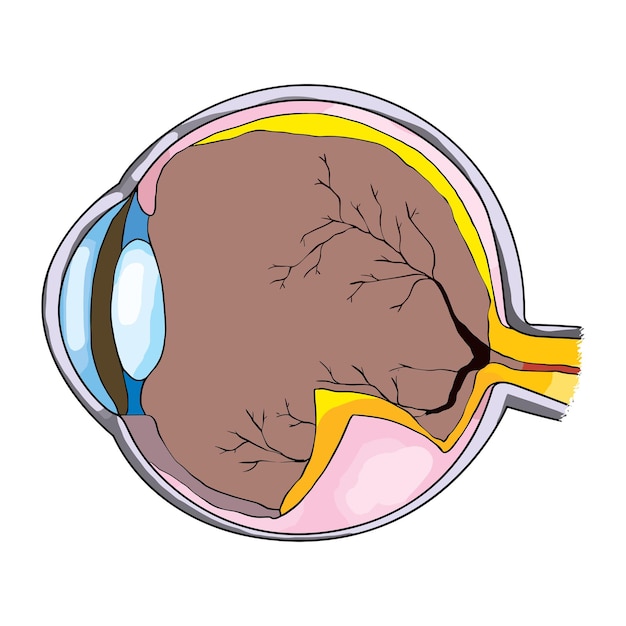 human eye anatomy vector illustration