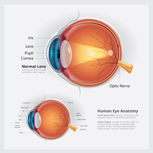 Human Eye Anatomy Vector Illustration