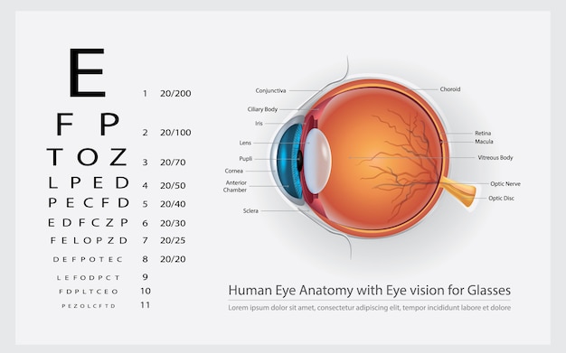 Vector human eye anatomy with eye vision for glasses illustration