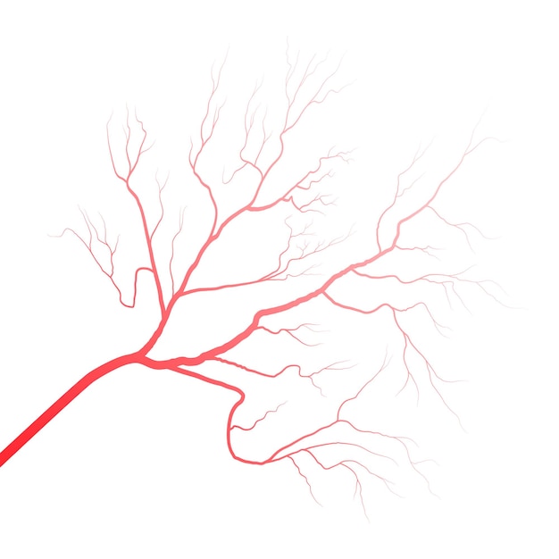 ベクトル 人間の眼の血管 血管のシルエット 白い背景に隔離されたベクトルイラスト 眼球
