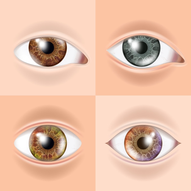 Vector human eye set