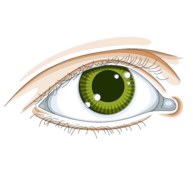 Human eye vector illustration isolated on white background.