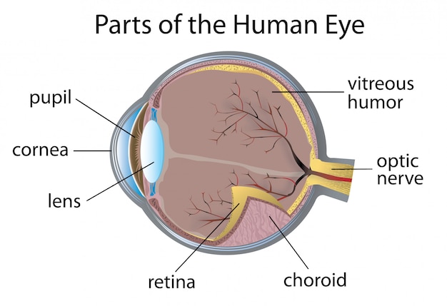 Vector human eye