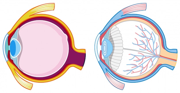 human eyes on white background