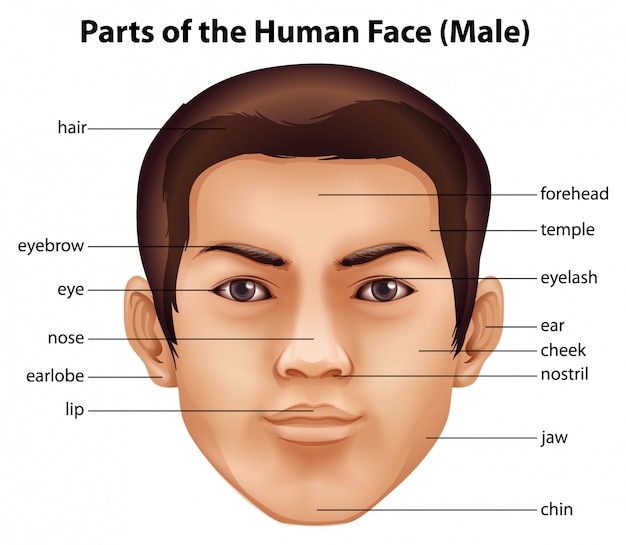 Vector human face