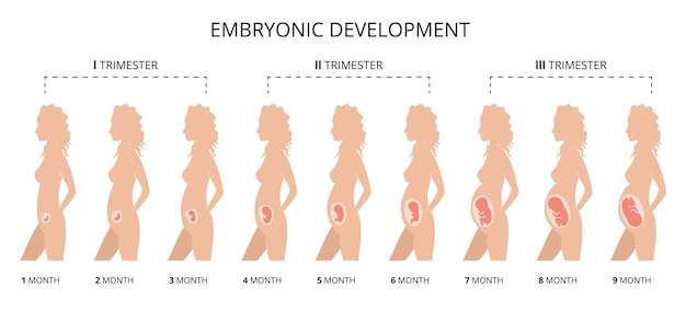 Развитие человеческого плода беременность иллюстрация, показывающая этапы эмбрионального развития человека внутри матки