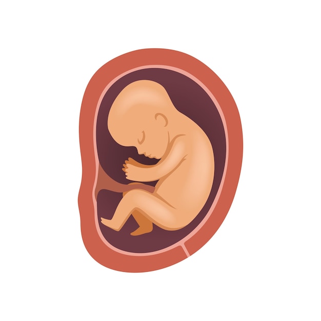 human fetus inside the womb 5 month stage of embryo development vector illustration on a white background