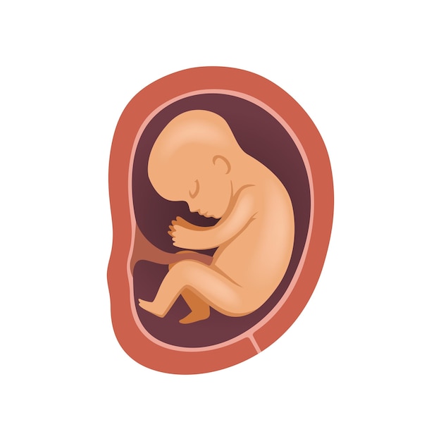 Vector human fetus inside the womb 5 month stage of embryo development vector illustration on a white background