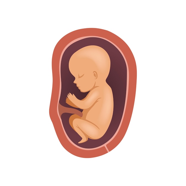 Human fetus inside the womb 7 month stage of embryo development vector Illustration on a white background