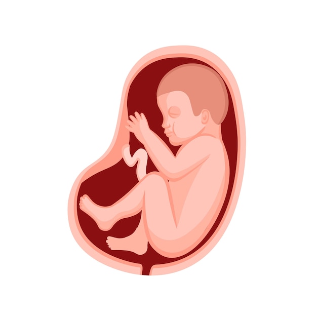 Vector human fetus in a wombvector cartoon illustration