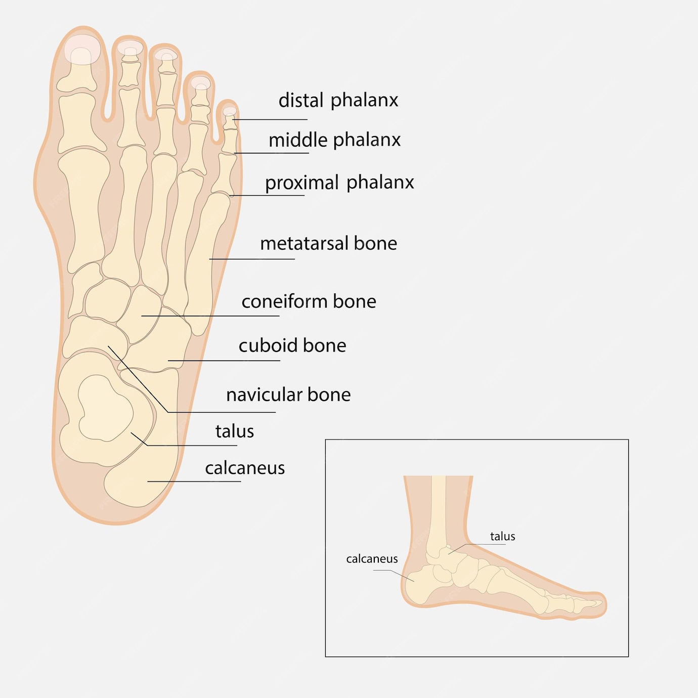 Premium Vector Human foot bones anatomy sketch Vector orthopedic