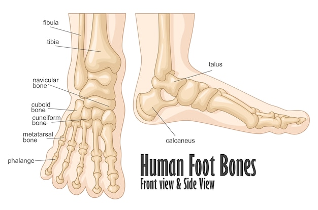 Human foot bones front and side view anatomy