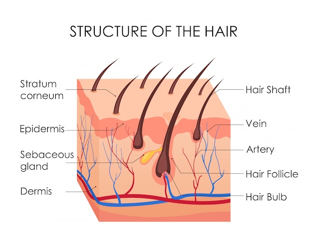 Vector human hair diagram. piece of human skin and all structure of hair on the white background. medical treatment of baldness, epilation concept.