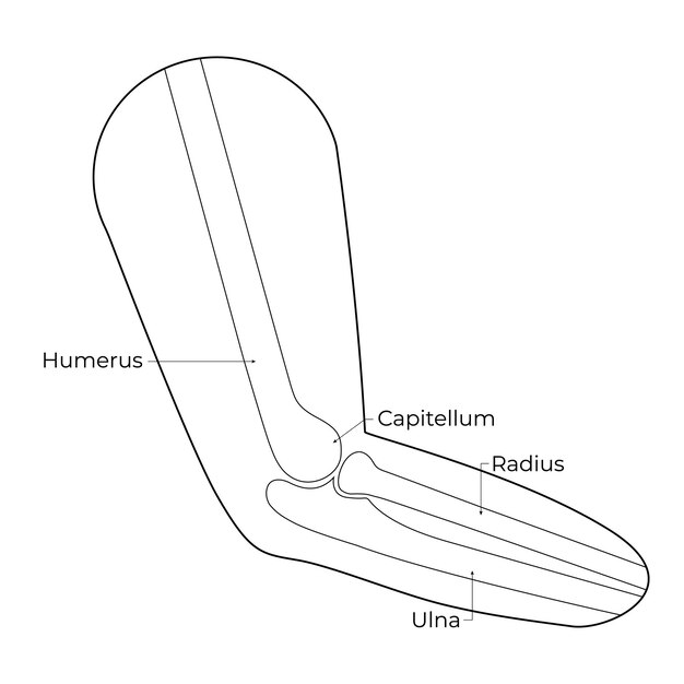 Vettore osso della mano umana humerus capitellum radius ulna vector illustrazione lineare del contorno della mano