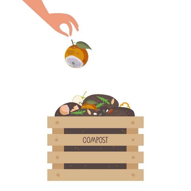 Human hand puts spoiled orange fruit in box with compost Wooden box