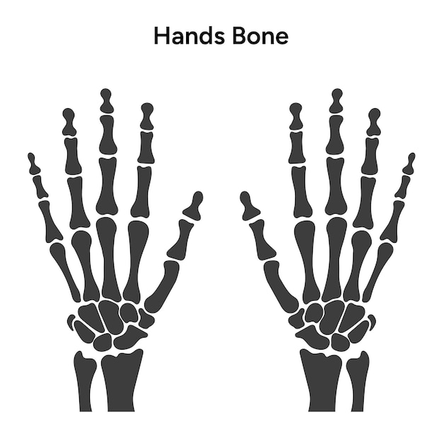 Vector human hands bone