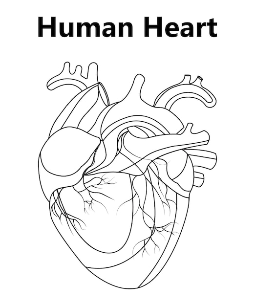 human heart anatomically correct handdrawn line art and dot work flash tattoo or print design