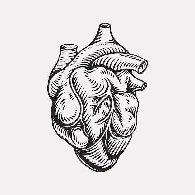 Human heart anatomically hand drawn