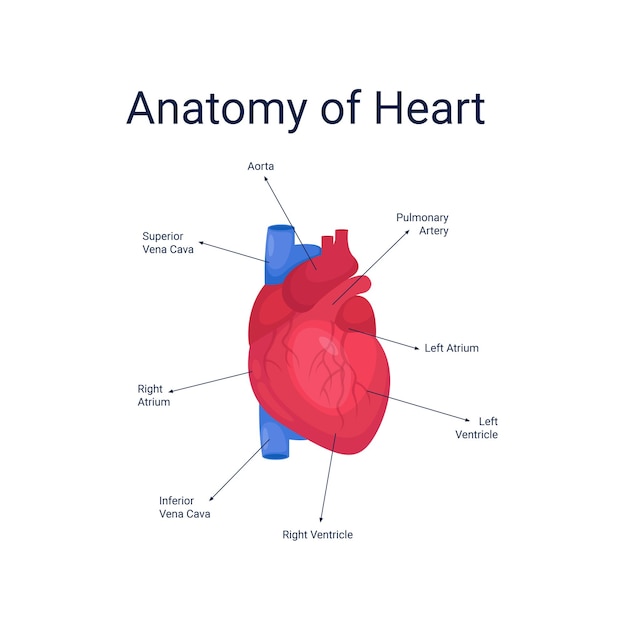 人間の心臓の解剖図のベクトル図
