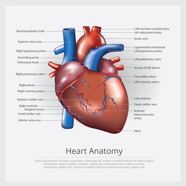 Human heart anatomy vector illustration