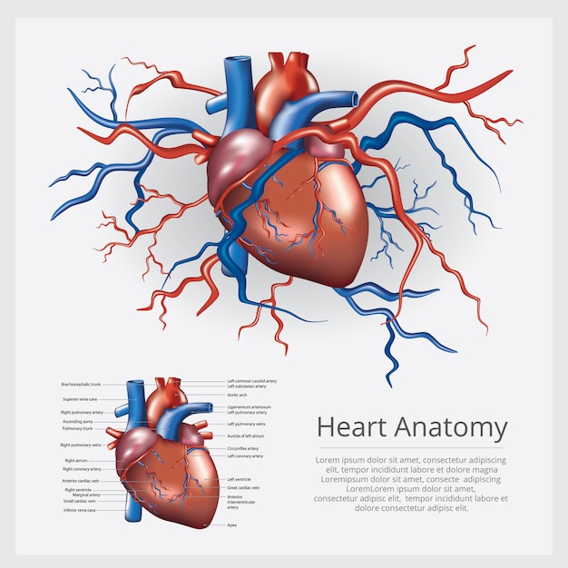 Vector human heart anatomy vector illustration