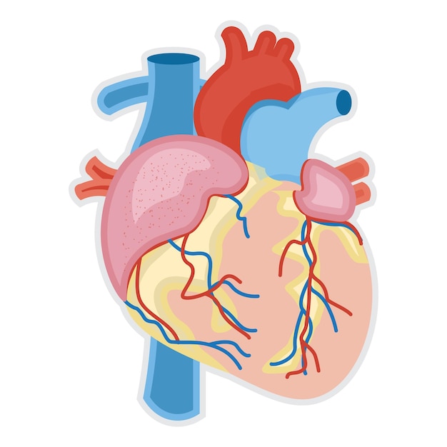 Vector human heart anatomy