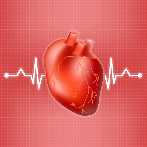 人間の心臓と背景に分離された心電図の心拍現実的なベクトル図