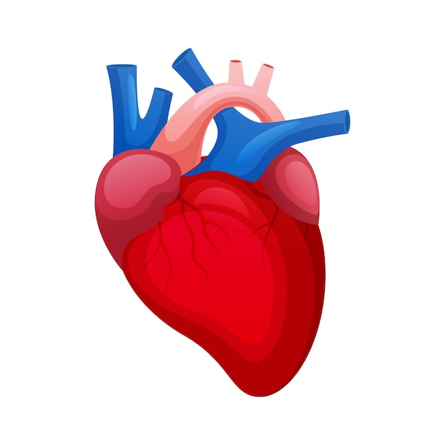 Vector human heart biology illustration of human organs