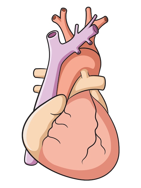 Vector human heart cartoon