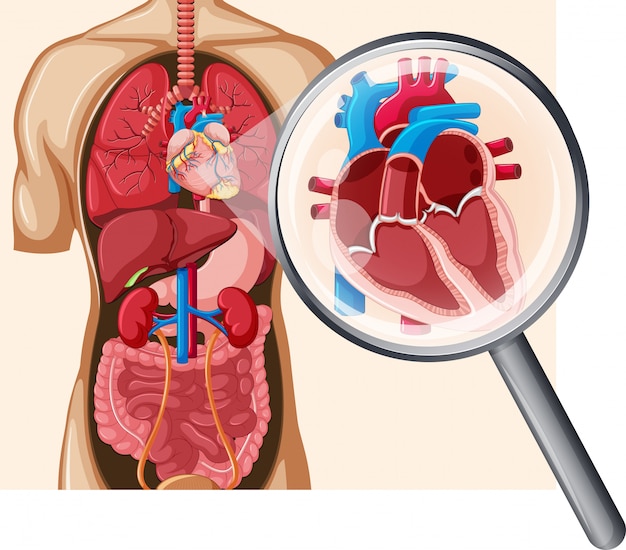 Vector human heart and circulatory system