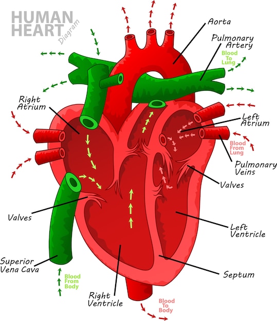 Vettore anatomia del diagramma del cuore umano