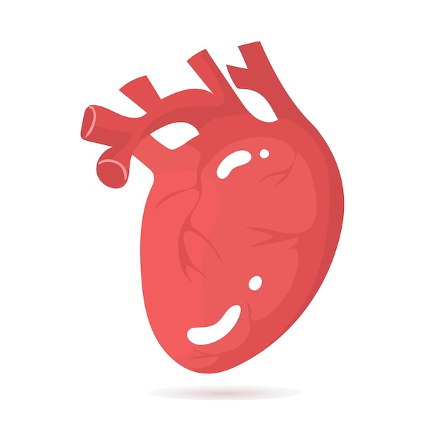 Человеческое сердце Doodle мультяшный стиль Внутренние органы висцеральные анатомические медицинские мышцы миокарда