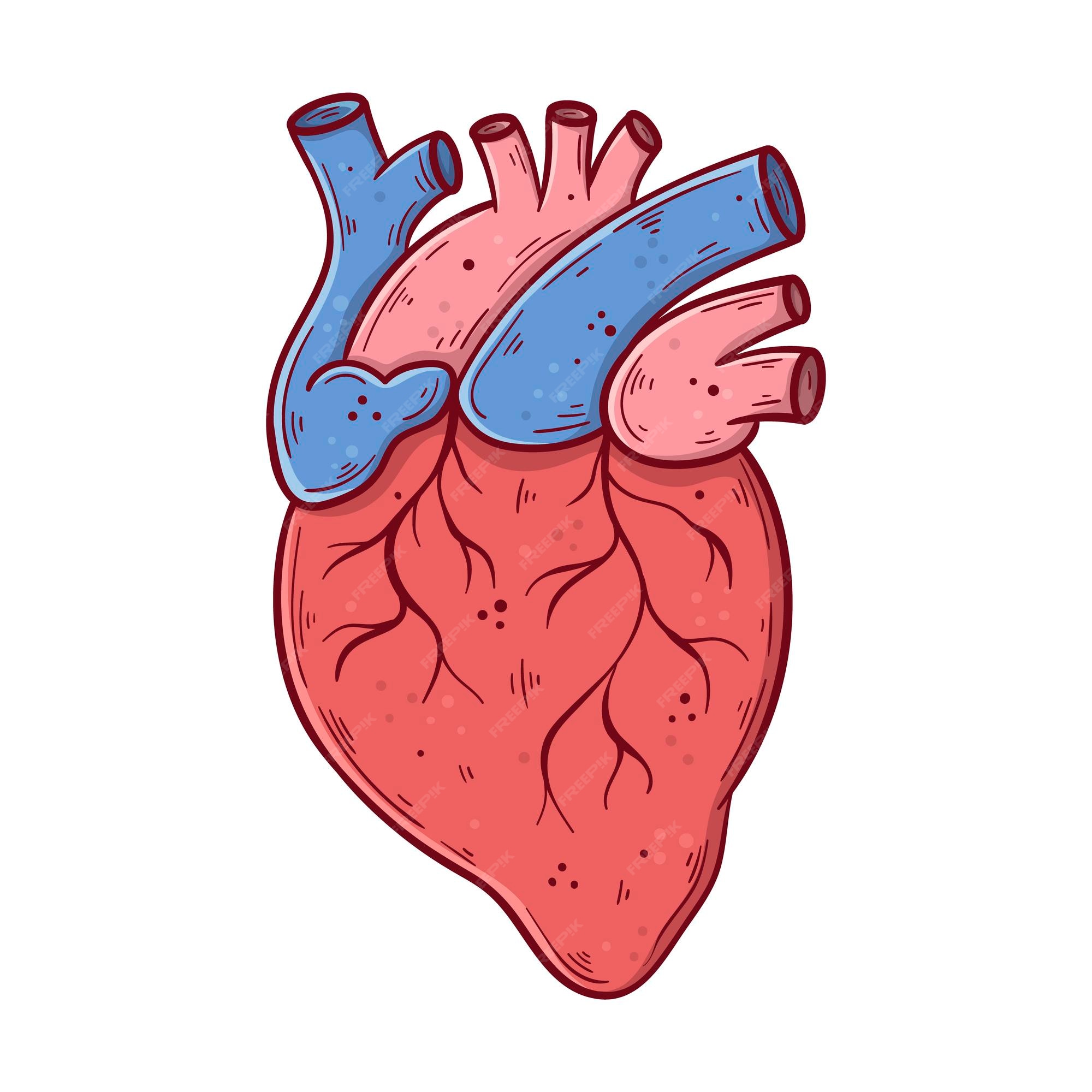 https://img.freepik.com/premium-vector/human-heart-hand-drawn-cartoon-simple-vector-illustration_90744-514.jpg?w=2000