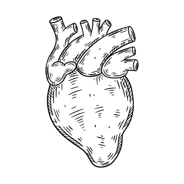 Vector human heart hand drawn sketch vector isolated illustration