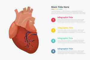 Vector human heart infographic template