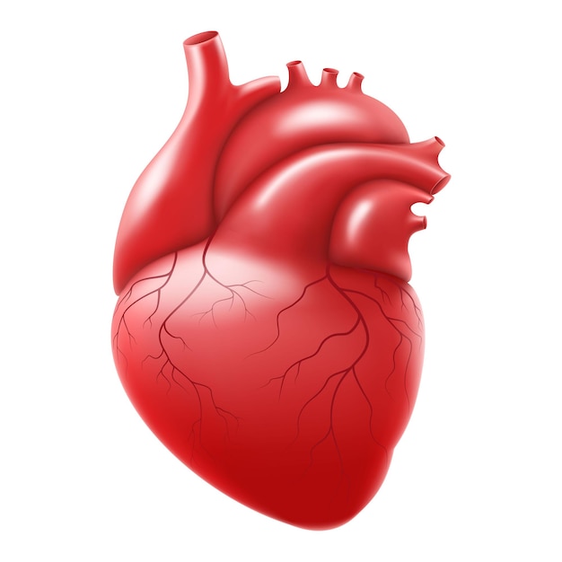 Vettore cuore umano isolato su sfondo bianco cuore anatomicamente corretto con sistema venoso organi interni del corpo umano vettore 3d realistico