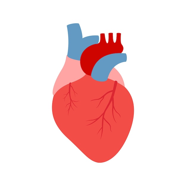 Cuore umano isolato su sfondo bianco