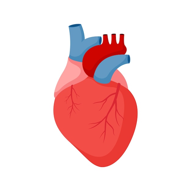 Cuore umano isolato su sfondo bianco