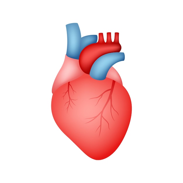 Cuore umano isolato su sfondo bianco