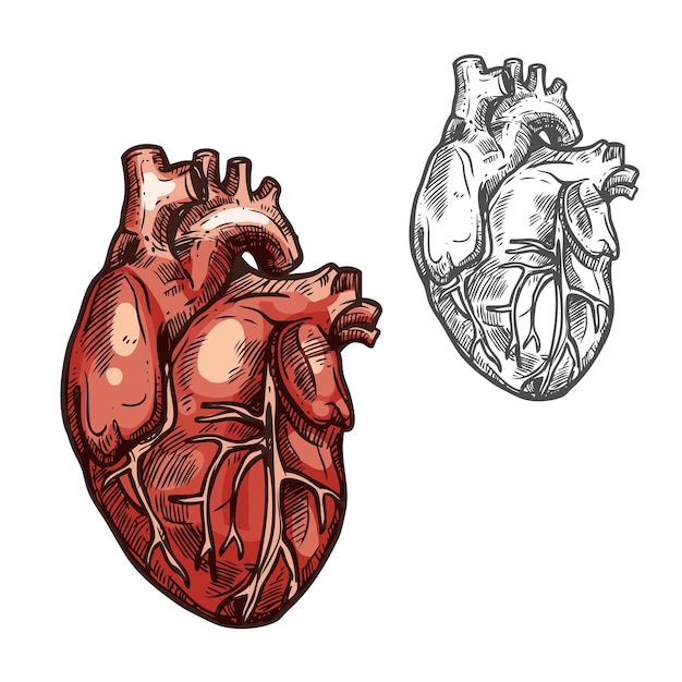 Vettore icona di schizzo di vettore dell'organo del cuore umano