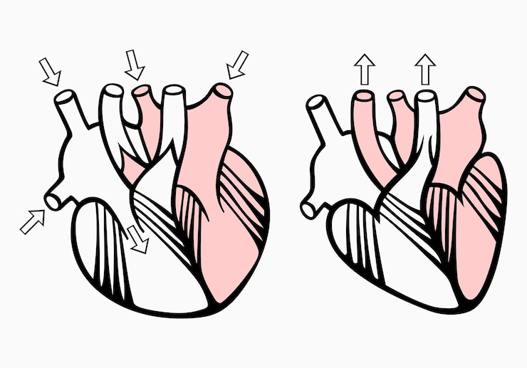 Vector human heart scheme