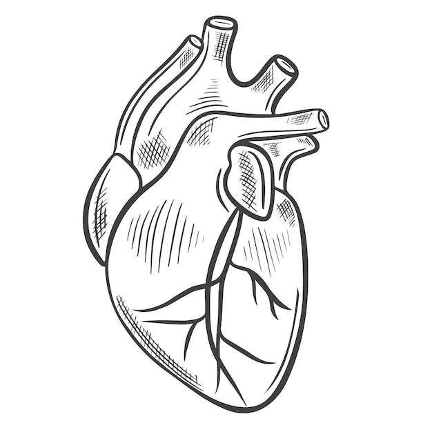 Human heart sketch Vector illustration