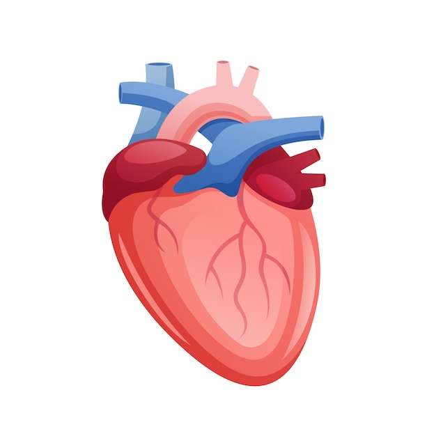 Vettore illustrazione del disegno medico e sanitario del vettore del cuore umano