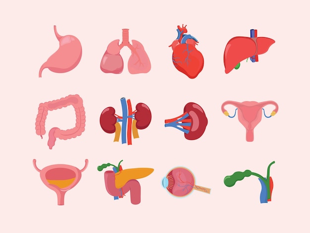 인간 내부 장기 일러스트레이션 세트