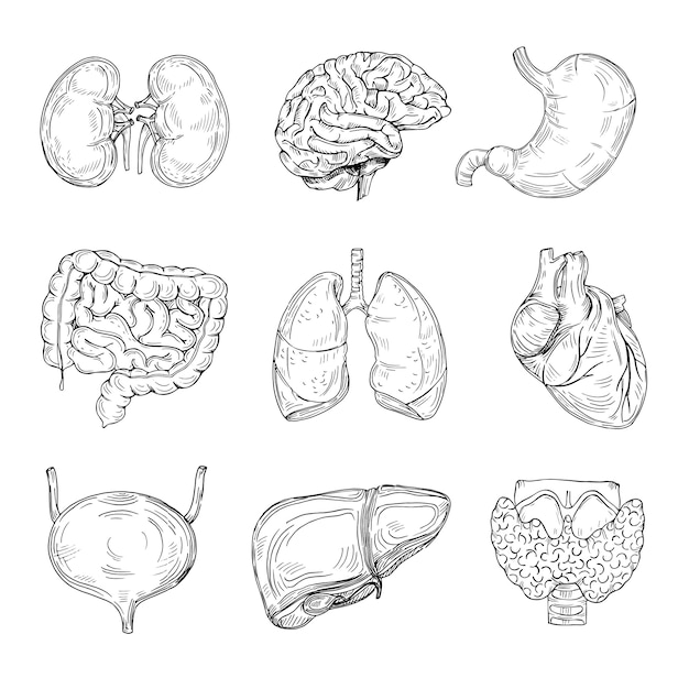 Vettore organi interni umani. cervello, cuore e reni disegnati a mano, stomaco e vescica.