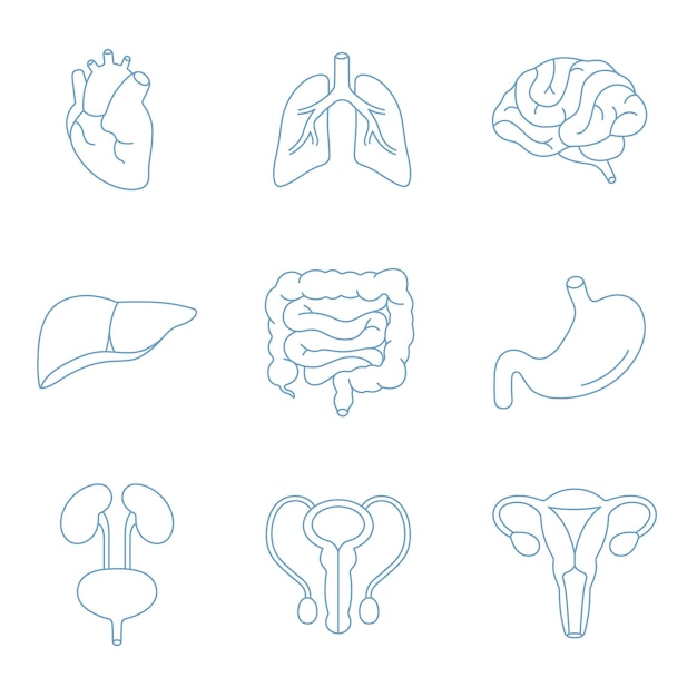 Human inner organs icons set Anatomy collection of heart lungs brain liver intestine stomach kidney bladder male and female reproductive systems isolated on white Flat vector illustrations