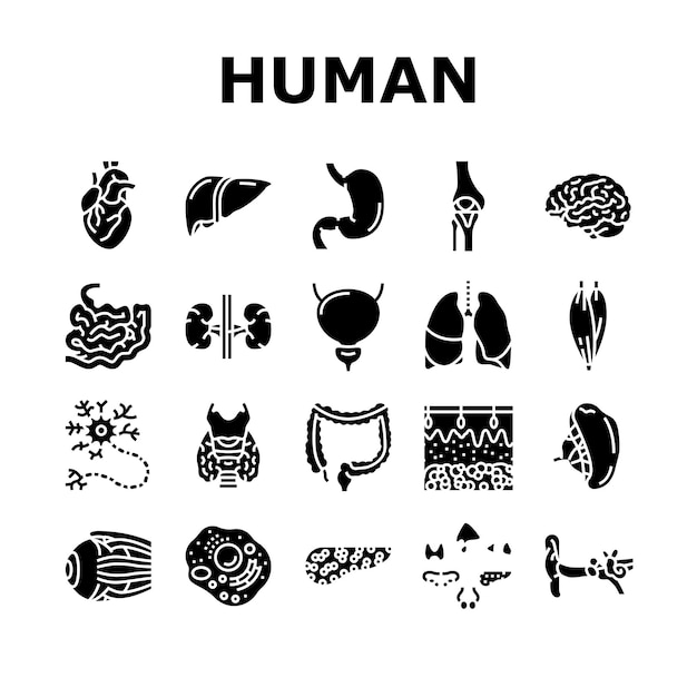 Vector human internal organ anatomy icons set vector