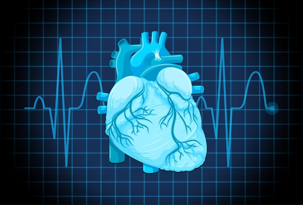 Human internal organ with heart