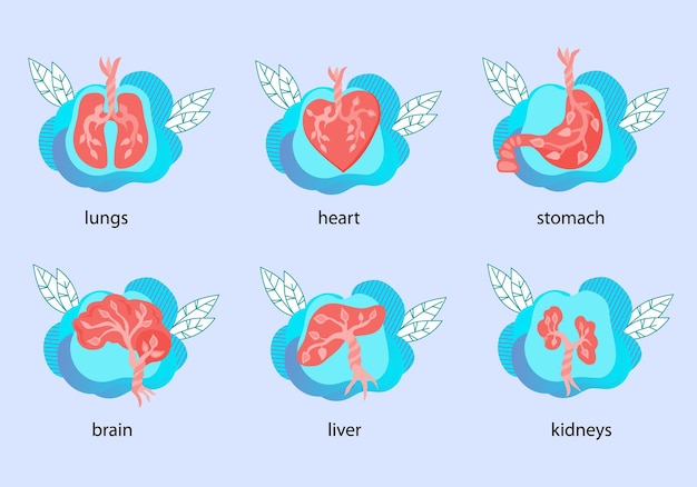 Le icone anatomiche degli organi interni umani impostano l'illustrazione vettoriale piatta isolata