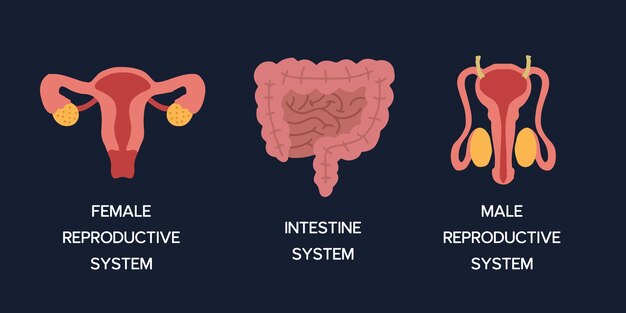 Organi interni umani cartone animato anatomia parti del corpo illustrazione vettoriale